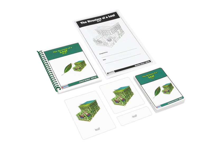 The Structure of a Leaf Nomenclature Cards (Printed) (3-6)