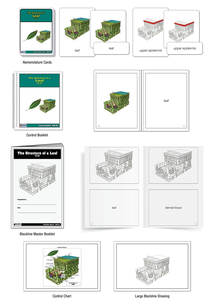 The Structure of a Leaf Nomenclature Cards (Printed) (3-6)