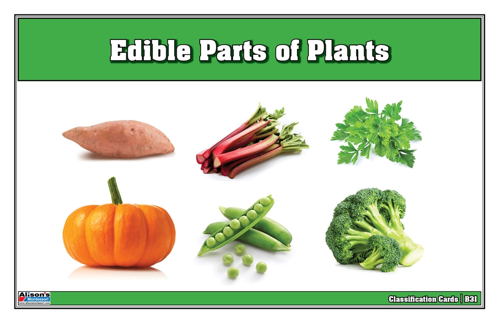 Edible Parts of Plants