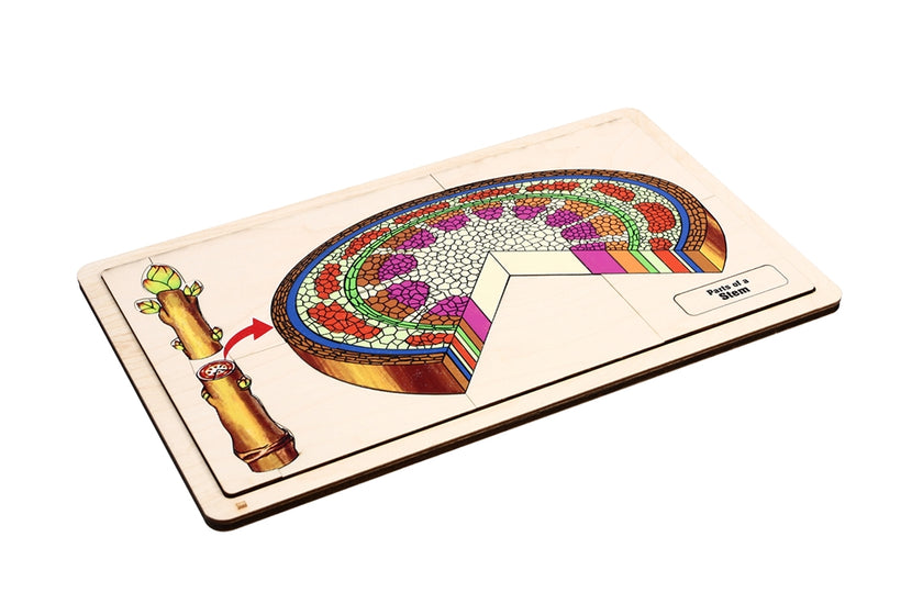 Parts of a Stem Puzzle with Nomenclature Cards (Printed) (3-6)