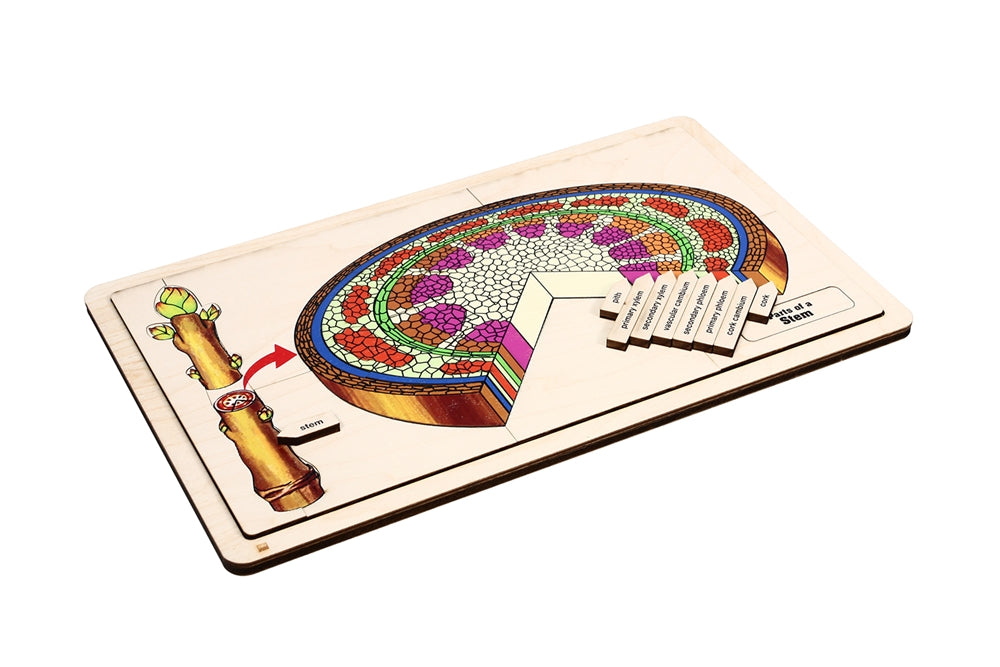 Parts of a Stem Puzzle with Nomenclature Cards (Printed) (3-6)