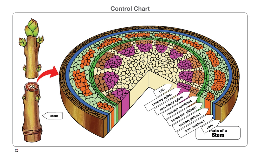 Parts of a Stem Puzzle with Nomenclature Cards (Printed) (3-6)