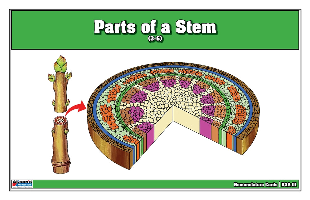 Parts of a Stem Puzzle with Nomenclature Cards (Printed) (3-6)