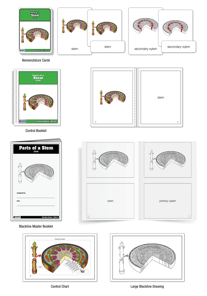 Parts of a Stem Puzzle with Nomenclature Cards (Printed) (3-6)