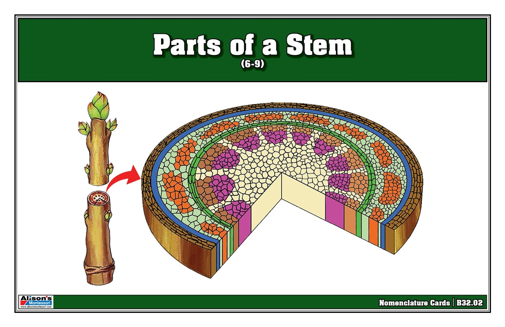 Parts of a Stem Puzzle with Nomenclature Cards (Printed) (6-9)