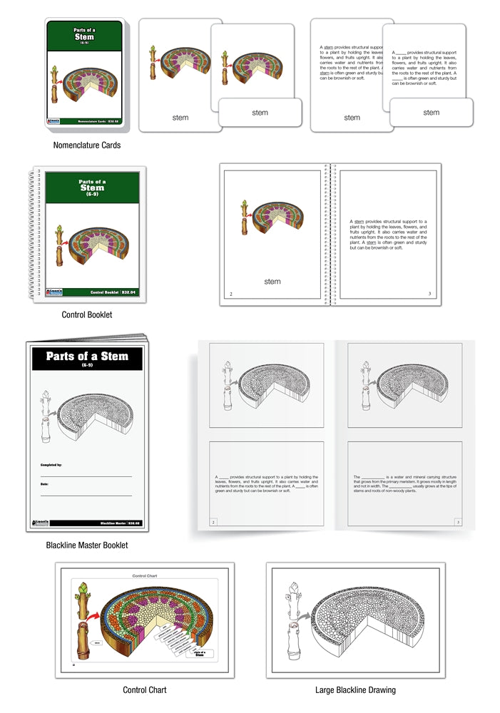 Parts of a Stem Puzzle with Nomenclature Cards (Printed) (6-9)