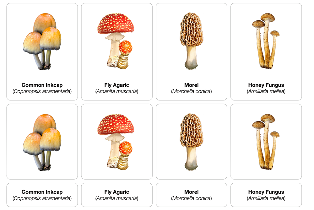 Types of Mushrooms Nomenclature Cards (Printed) (3-6)