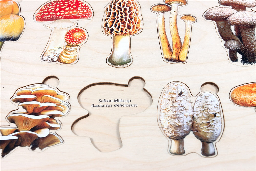 Types of Mushrooms Puzzle with Nomenclature Cards (Printed) (6-9)