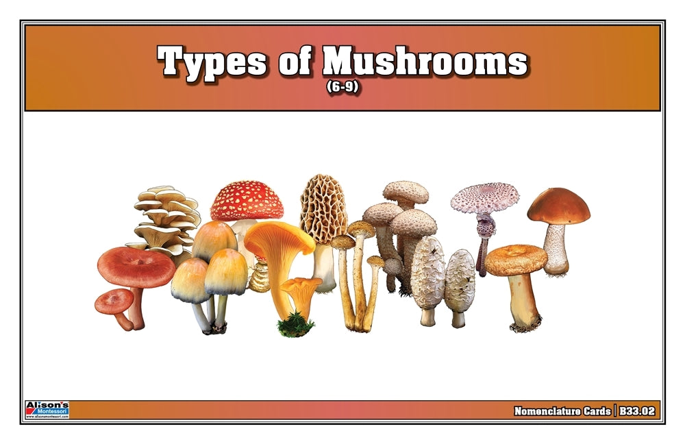 Types of Mushrooms Puzzle with Nomenclature Cards (Printed) (6-9)