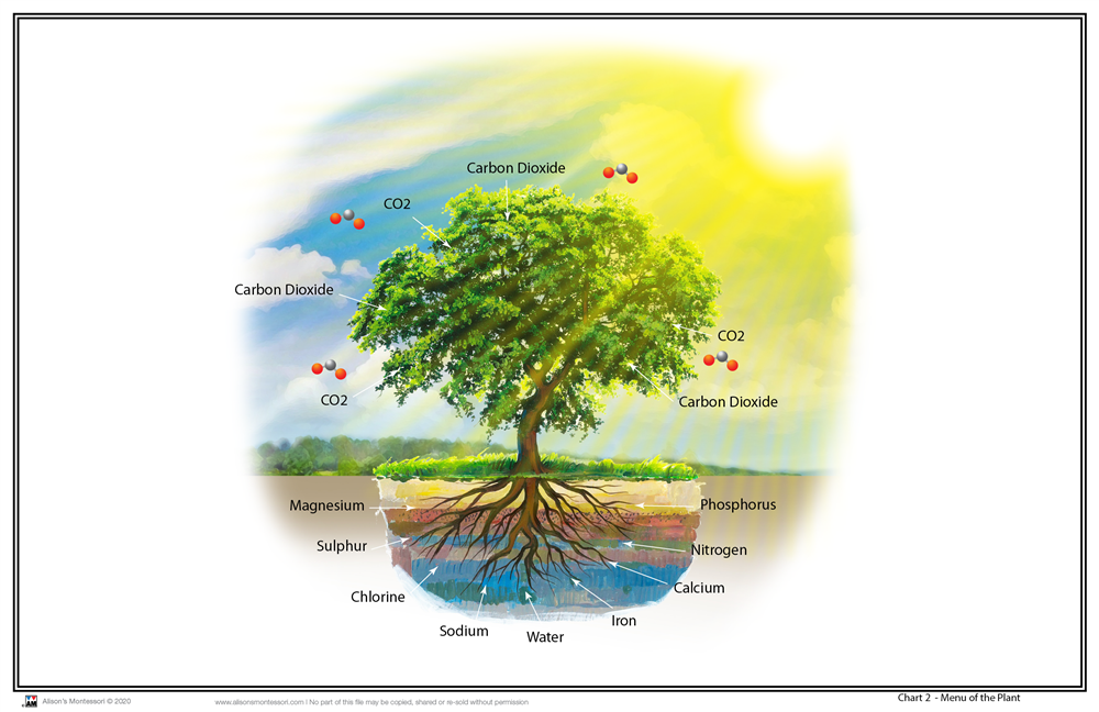 Botany Impressionistic Charts
