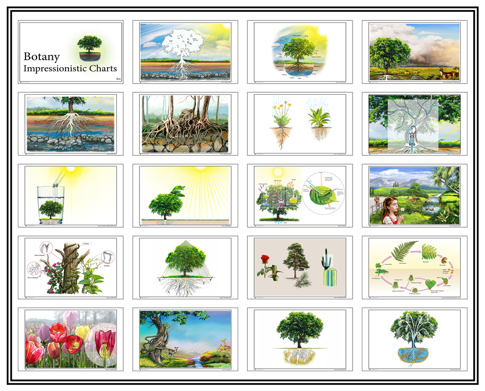 Botany Impressionistic Charts - Large