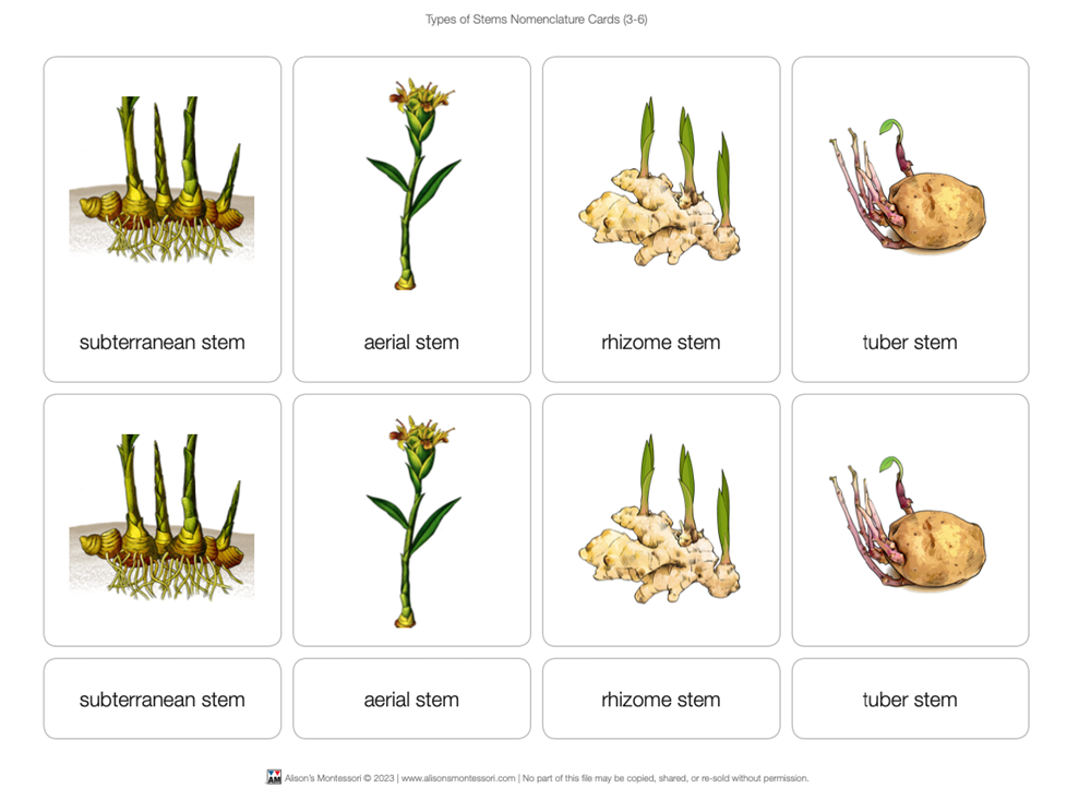 Types of Stems Puzzle with Nomenclature Cards 3-6 (Printed)