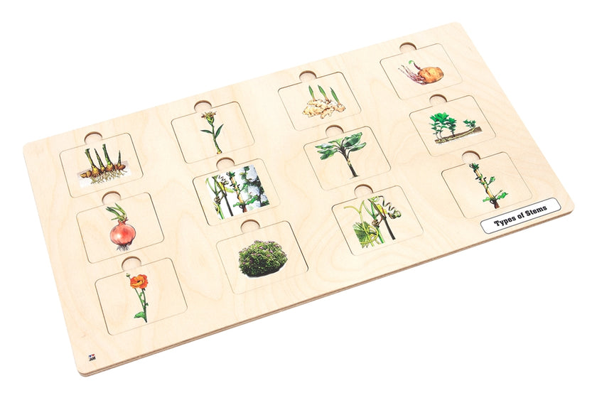 Types of Stems Puzzle with Nomenclature Cards 6-9 (Printed)