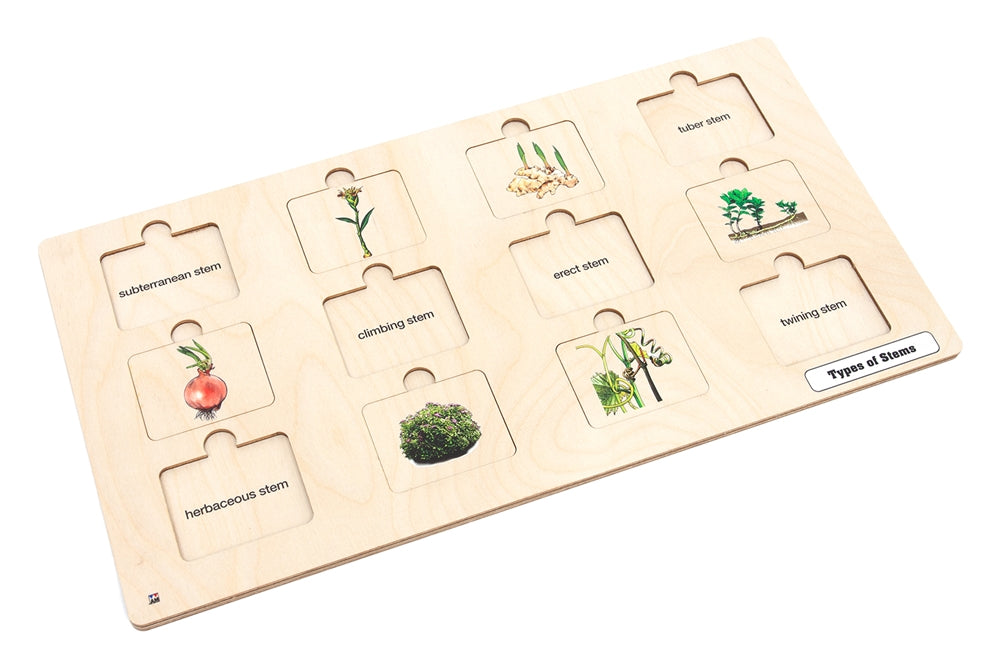 Types of Stems Puzzle with Nomenclature Cards 6-9 (Printed)