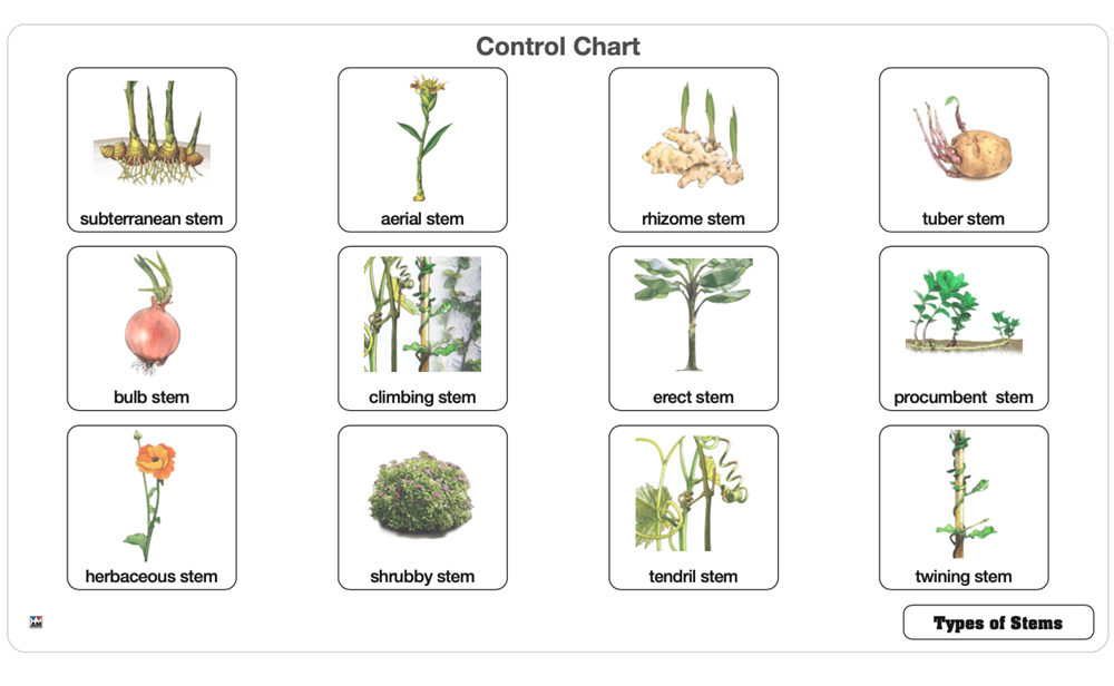 Types of Stems Puzzle with Nomenclature Cards 6-9 (Printed)