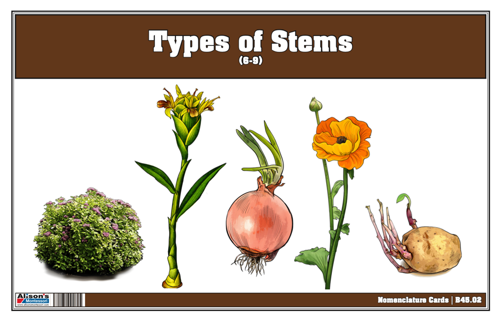 Types of Stems Puzzle with Nomenclature Cards 6-9 (Printed)