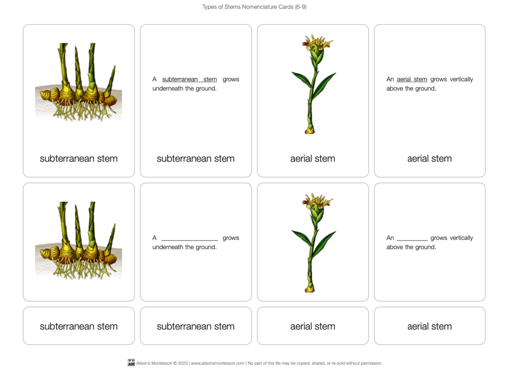 Types of Stems Puzzle with Nomenclature Cards 6-9 (Printed)
