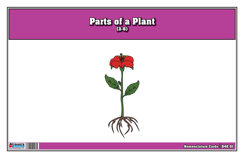 Part of a Plant Nomenclature Cards 6-9 (Printed)