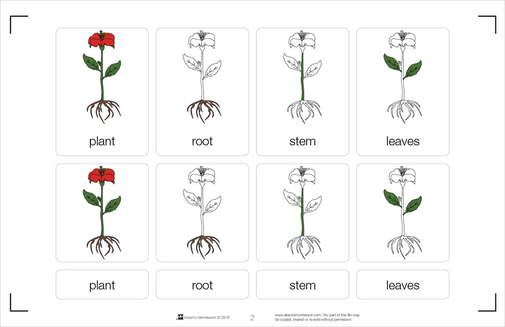 Part of a Plant Nomenclature Cards 3-6 (Printed)