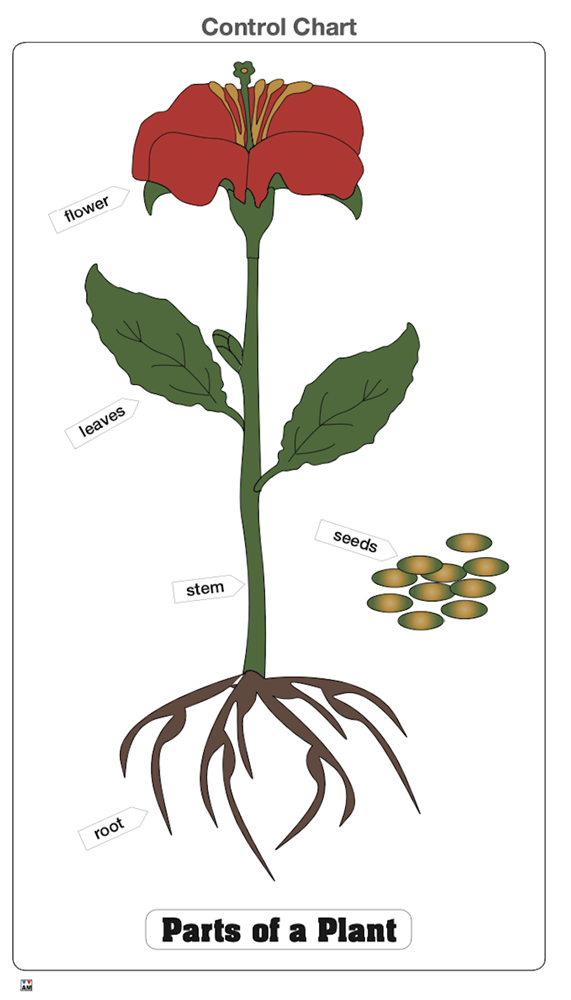 Part of a Plant Puzzle with Nomenclature Cards 3-6 (Printed)