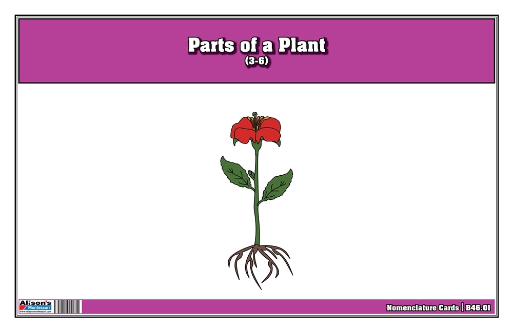 Part of a Plant Puzzle with Nomenclature Cards 3-6 (Printed)
