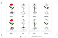 Part of a Plant Puzzle with Nomenclature Cards 3-6 (Printed)