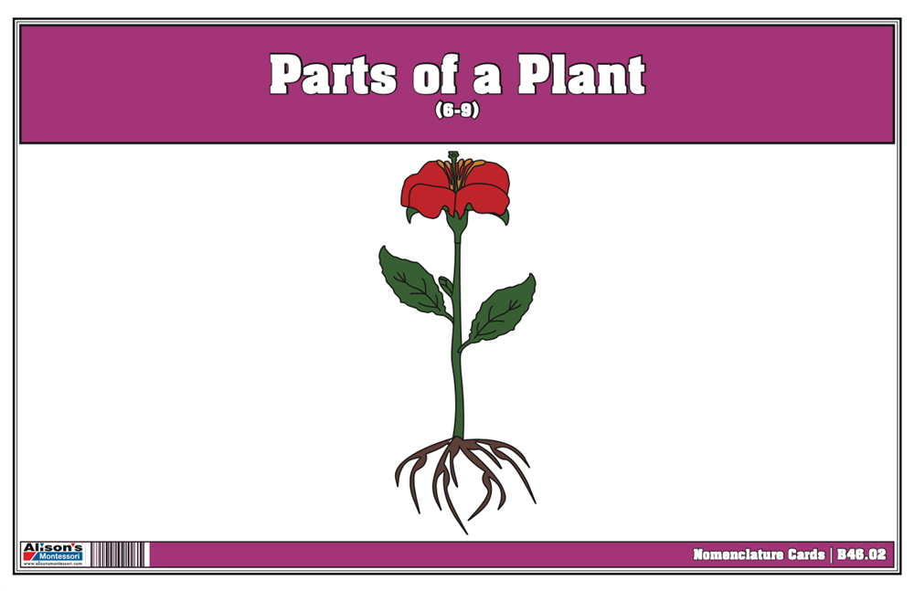 Part of a Plant Puzzle with Nomenclature Cards 6-9 (Printed)