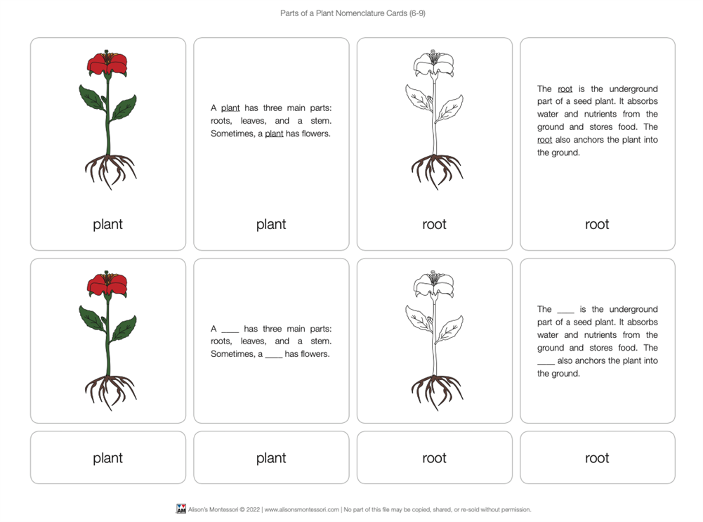 Part of a Plant Puzzle with Nomenclature Cards 6-9 (Printed)