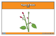 Types of Buds Nomenclature Cards 3-6 (Printed)