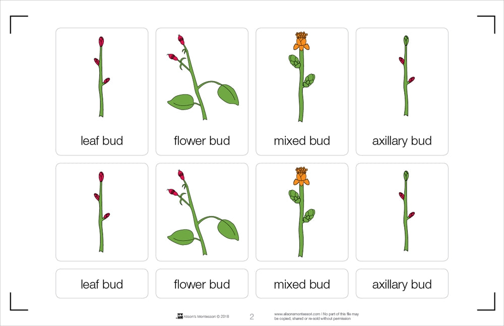Types of Buds Nomenclature Cards 3-6 (Printed)