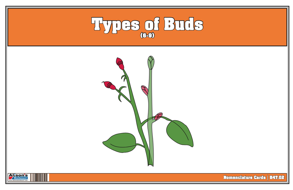 Types of Buds Nomenclature Cards 6-9 (Printed)