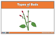 Types of Buds Nomenclature Cards 6-9 (Printed)