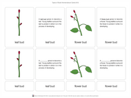Types of Buds Nomenclature Cards 6-9 (Printed)