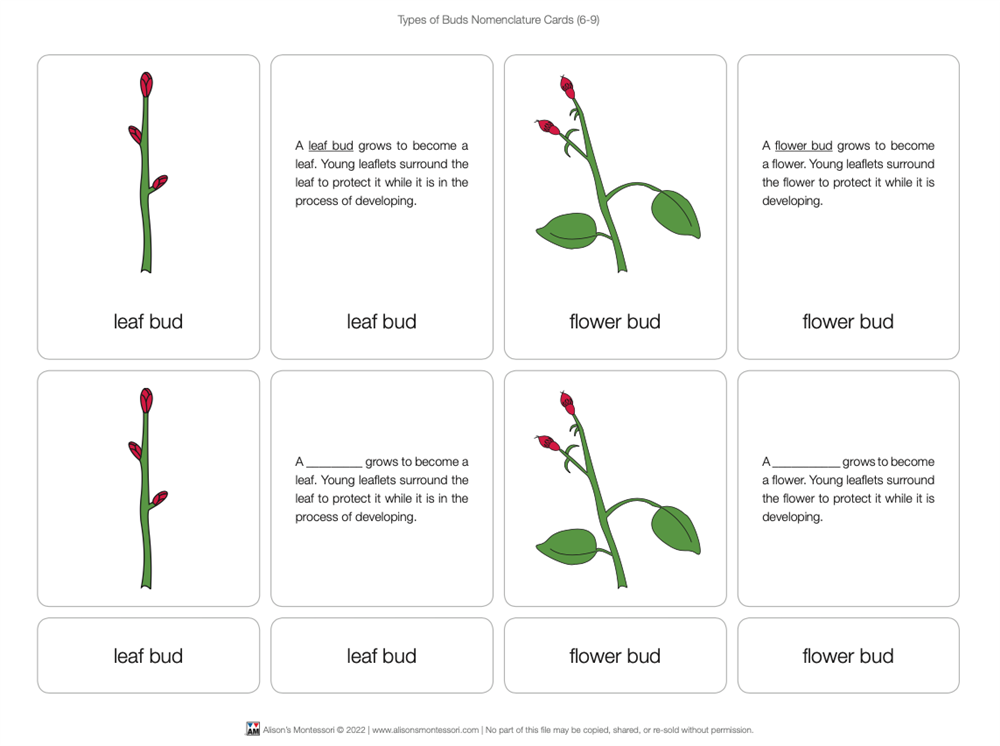 Types of Buds Nomenclature Cards 6-9 (Printed)