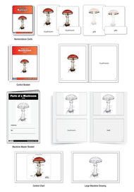 Parts of a Mushroom (3-6)