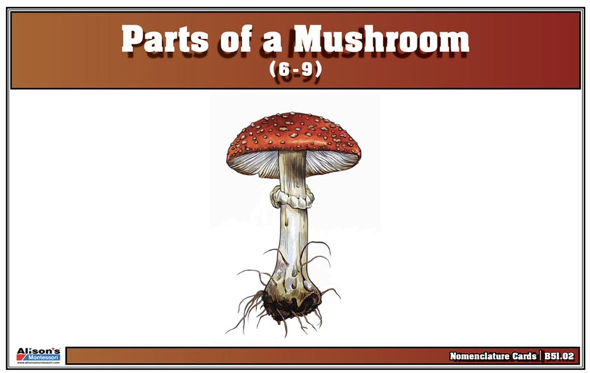 Parts of a Mushroom Nomenclature Cards (6-9)