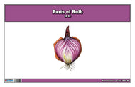 Parts of a Bulb (3-6)