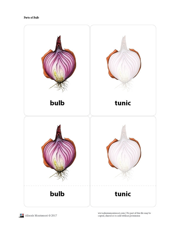 Parts of a Bulb (3-6)