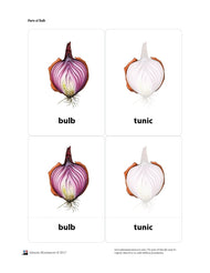 Parts of a Bulb (3-6)