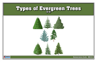 Types of Evergreen Trees Nomenclature Cards 3-6 (Printed)