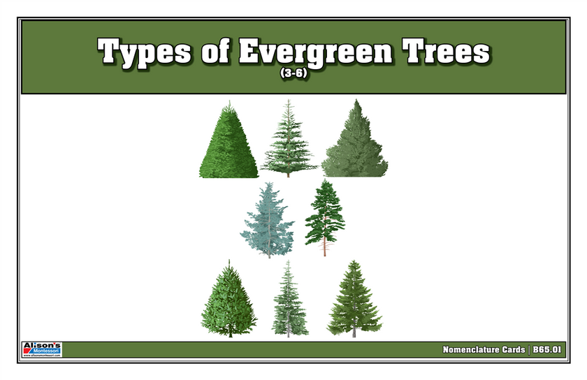 Types of Evergreen Trees Nomenclature Cards 3-6 (Printed)