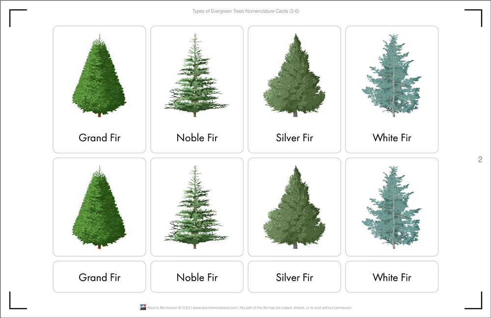Types of Evergreen Trees Nomenclature Cards 3-6 (Printed)