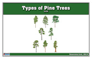 Types of Pine Trees Nomenclature Cards 3-6 (Printed)