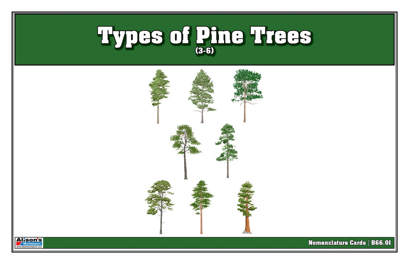 Types of Pine Trees Nomenclature Cards 3-6 (Printed)
