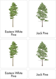 Types of Pine Trees Nomenclature Cards 3-6 (Printed)