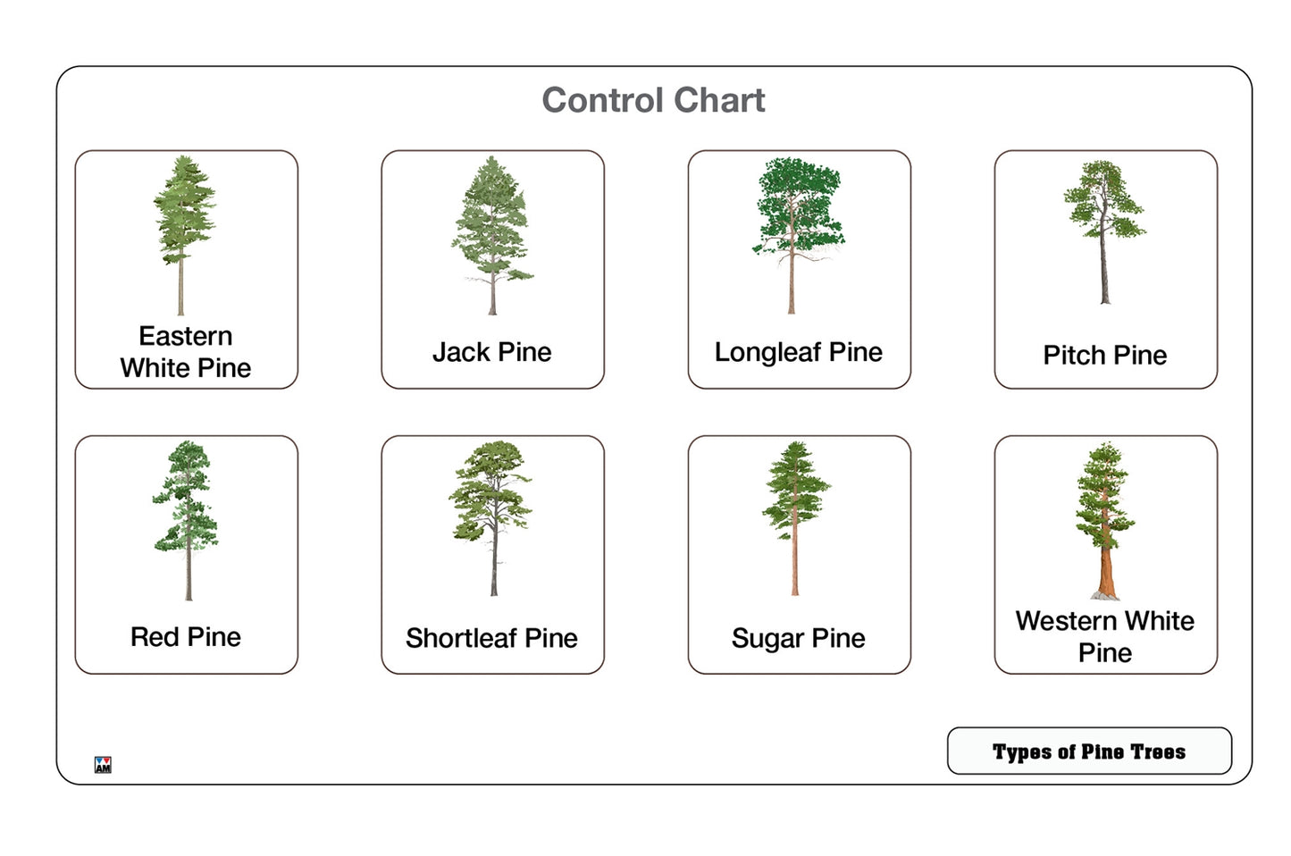 Types of Pine Trees Nomenclature Cards 3-6 (Printed)
