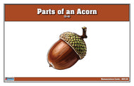 Parts of an Acorn Nomenclature Cards 3-6 (Printed)