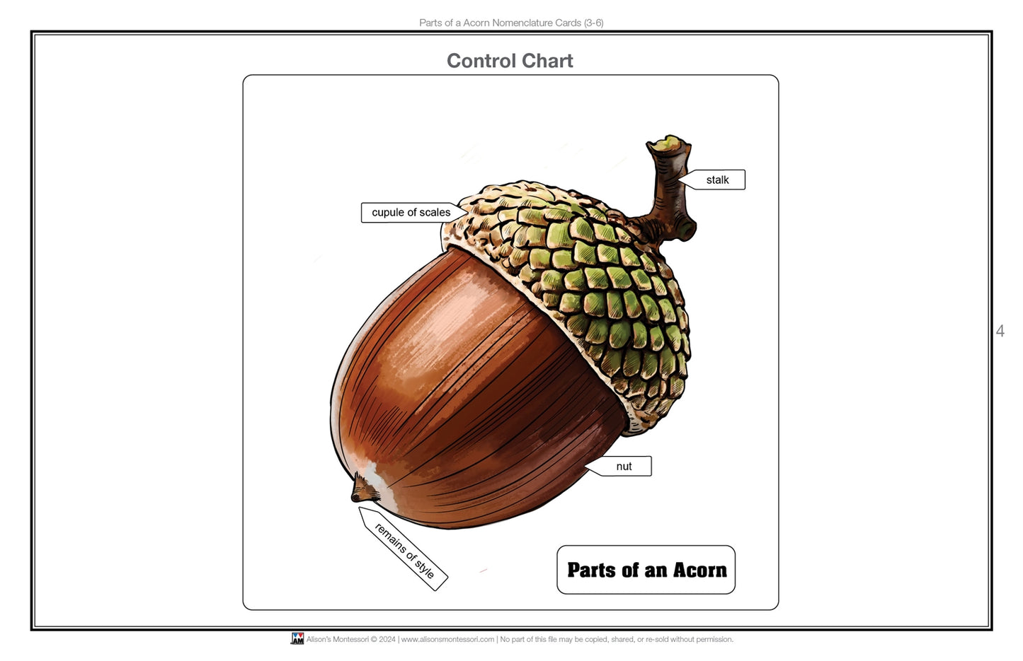 Parts of an Acorn Nomenclature Cards 3-6 (Printed)