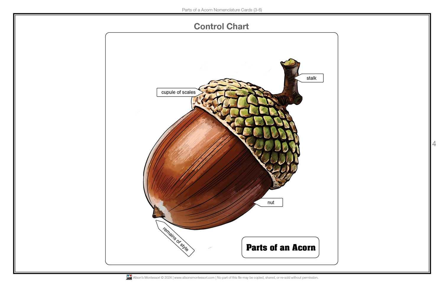 Parts of an Acorn Nomenclature Cards 3-6 (Printed)