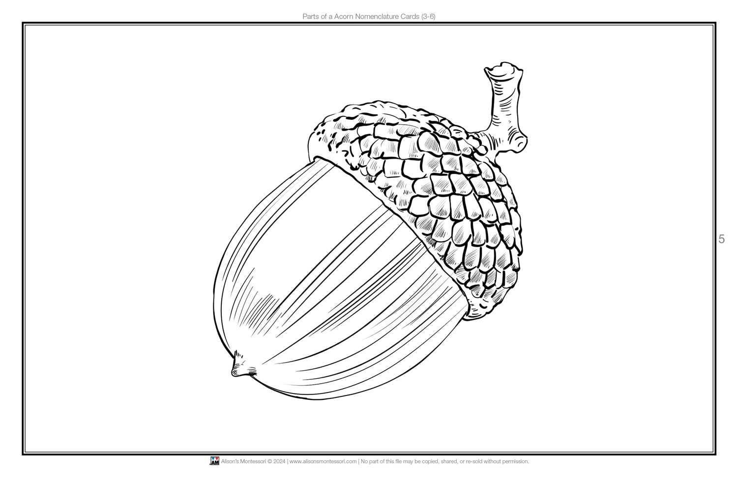 Parts of an Acorn Nomenclature Cards 3-6 (Printed)